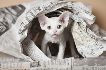 Devon Rex Kitten in a Pile of Newspaper