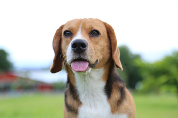 Close up nose and tongue beagle dog.