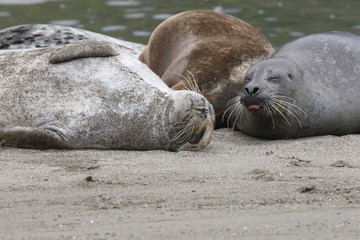 California sea lions and northern elephant seals are seen on Sonoma's Pacific Coast, but Jenner's rookery attracts mostly Pacific harbor seals. Each spring a large sand spit builds up in Jenner