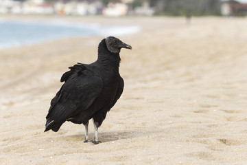 Urubu-de-cabeça-preta - Coragyps atratus