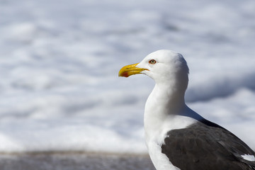 Gaivotão - Larus dominicanus
