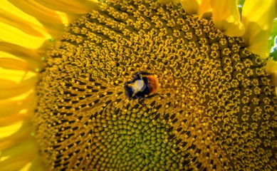 Close up of Sunflower