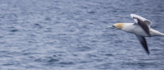 Fototapeta na wymiar Flying bird in Olafsvik, Iceland