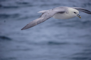 Flying bird in Olafsvik, Iceland