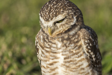 Coruja-buraqueira - Athene cunicularia