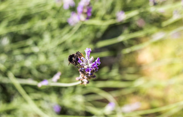 Lavender close up and bee