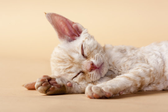 Sleeping Devon Rex Kitten