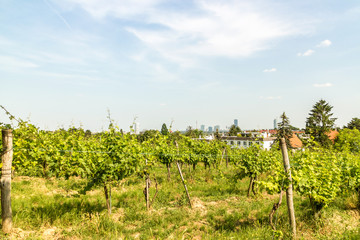 Fototapeta na wymiar Vineyards of Vienna