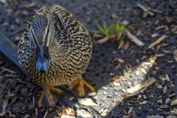 Mallard Hen Portrait