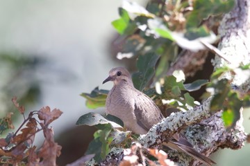 Shiloh Ranch Regional California dove.  The park includes oak woodlands, forests of mixed evergreens, ridges with sweeping views of the Santa Rosa Plain, canyons, rolling hills, and a pond.
