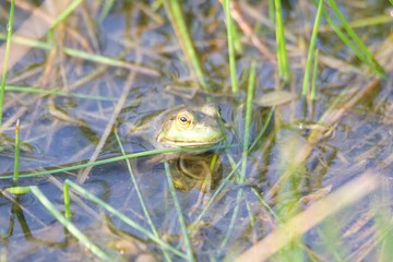 Shiloh Ranch Regional California bullfrog.  The park includes oak woodlands, forests of mixed evergreens, ridges with sweeping views of the Santa Rosa Plain, canyons, rolling hills, and a pond. 