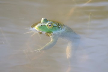 Shiloh Ranch Regional California bullfrog.  The park includes oak woodlands, forests of mixed evergreens, ridges with sweeping views of the Santa Rosa Plain, canyons, rolling hills, and a pond. 