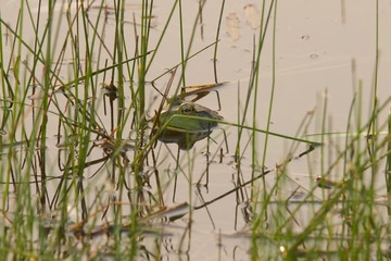 Shiloh Ranch Regional California bullfrog.  The park includes oak woodlands, forests of mixed evergreens, ridges with sweeping views of the Santa Rosa Plain, canyons, rolling hills, and a pond. 