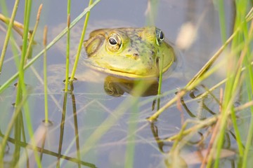 Shiloh Ranch Regional California bullfrog.  The park includes oak woodlands, forests of mixed evergreens, ridges with sweeping views of the Santa Rosa Plain, canyons, rolling hills, and a pond. 