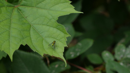 Bug on Leaf