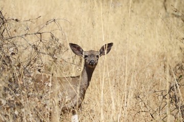 Shiloh Ranch Regional California deer.  The park includes oak woodlands, forests of mixed evergreens, ridges with sweeping views of the Santa Rosa Plain, canyons, rolling hills, a shaded creek