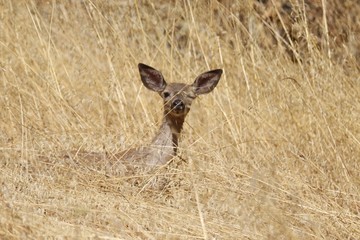 Shiloh Ranch Regional California deer.  The park includes oak woodlands, forests of mixed evergreens, ridges with sweeping views of the Santa Rosa Plain, canyons, rolling hills, a shaded creek