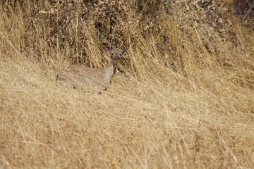 Shiloh Ranch Regional California deer.  The park includes oak woodlands, forests of mixed evergreens, ridges with sweeping views of the Santa Rosa Plain, canyons, rolling hills, a shaded creek