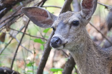 Shiloh Ranch Regional California deer.  The park includes oak woodlands, forests of mixed evergreens, ridges with sweeping views of the Santa Rosa Plain, canyons, rolling hills, a shaded creek