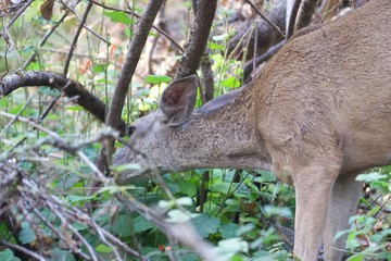 Shiloh Ranch Regional California deer.  The park includes oak woodlands, forests of mixed evergreens, ridges with sweeping views of the Santa Rosa Plain, canyons, rolling hills, a shaded creek