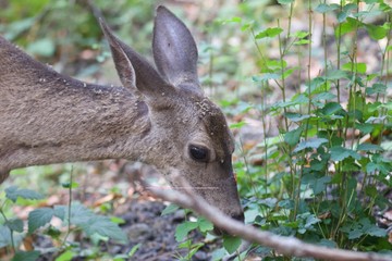 Shiloh Ranch Regional California deer.  The park includes oak woodlands, forests of mixed evergreens, ridges with sweeping views of the Santa Rosa Plain, canyons, rolling hills, a shaded creek