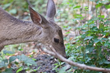 Shiloh Ranch Regional California deer.  The park includes oak woodlands, forests of mixed evergreens, ridges with sweeping views of the Santa Rosa Plain, canyons, rolling hills, a shaded creek