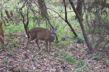 Shiloh Ranch Regional California deer.  The park includes oak woodlands, forests of mixed evergreens, ridges with sweeping views of the Santa Rosa Plain, canyons, rolling hills, a shaded creek