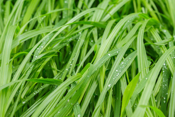 Fototapeta na wymiar water drop on green grass in the rain texture nature background