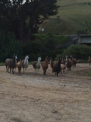 Llamas, animal, landscape