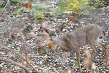Shiloh Ranch Regional California deer.  The park includes oak woodlands, forests of mixed evergreens, ridges with sweeping views of the Santa Rosa Plain, canyons, rolling hills, a shaded creek