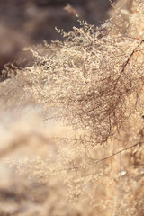 yellow grass in winter