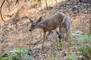 Shiloh Ranch Regional California deer.  The park includes oak woodlands, forests of mixed evergreens, ridges with sweeping views of the Santa Rosa Plain, canyons, rolling hills, a shaded creek,