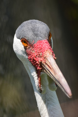 ホオカザリヅル