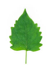 green leaf texture on white background.