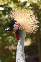 ホオジロカンムリヅル