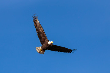 Eagle In Flight In Northern NH