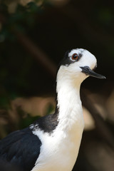 クロエリセイタカシギ