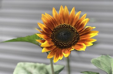 sunflower on blurred background 