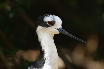 クロエリセイタカシギ