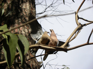Two pigeons on a eucalyptus tree