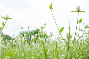 White flowers grass field that bloom in the rainy season.