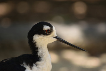 クロエリセイタカシギ