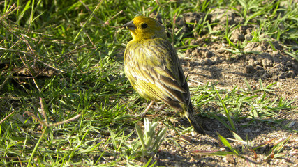 An atlantic canary (Serinus canaria) in the grass