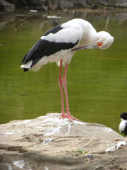 A white stork (Ciconia ciconia) in a lagoon