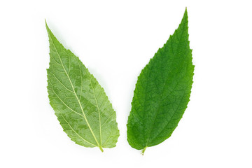 green leaf texture on white background.