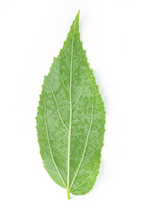 Fototapeta premium green leaf texture on white background.