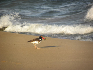 American oystercatcher (Haematopus palliatus) eating in the beach.