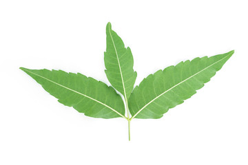 Fototapeta premium green leaf texture on white background.