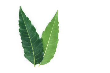 green leaf texture on white background.