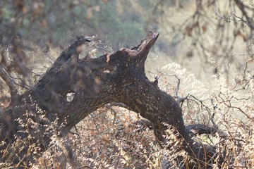 Shiloh Ranch Regional Park, California